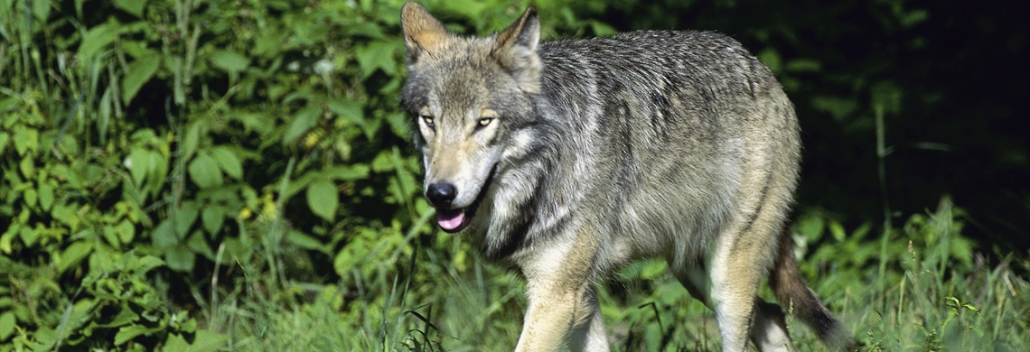 Ein Wolf in der Natur